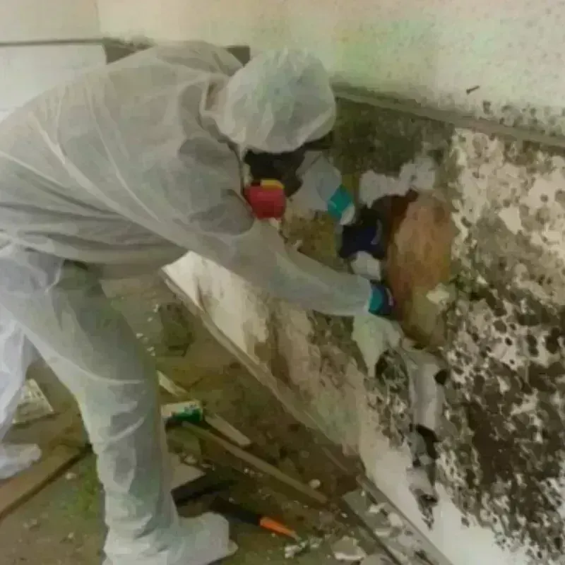 Mold Remediation and Removal in Salt Lake County, UT